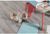 Ceramo Vinilam LVT 2,5 mm